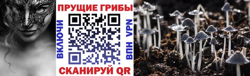 Галлюциногенные грибы Cubensis  omg tor  Вологда 